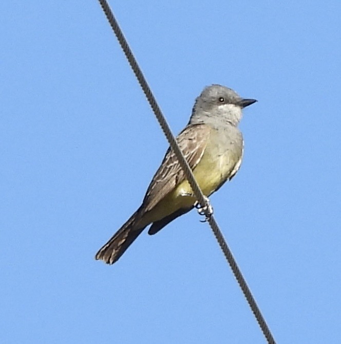 Cassin's Kingbird - ML620327078