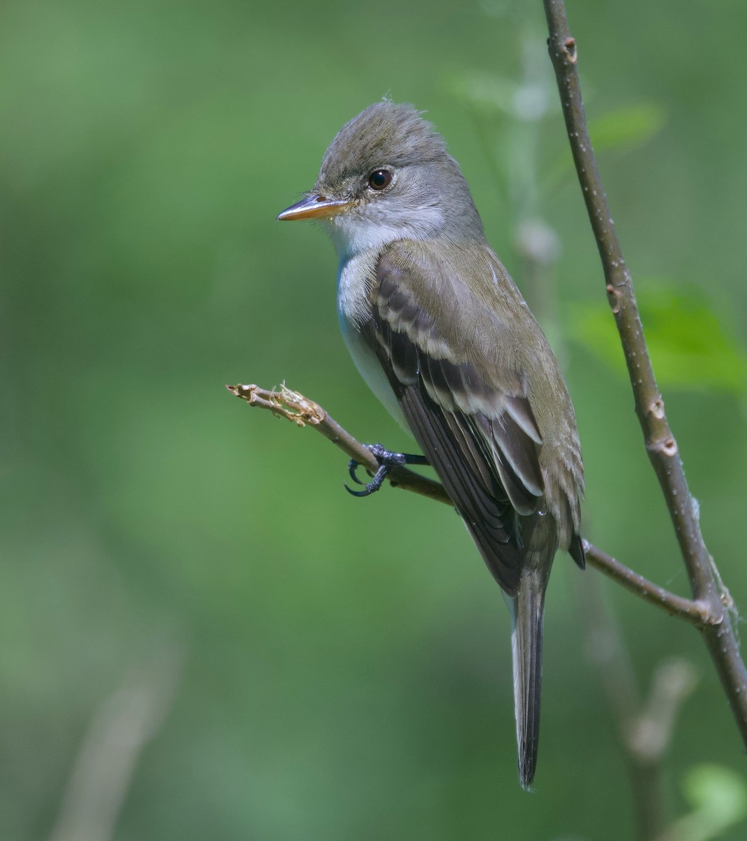 Willow Flycatcher - ML620327080