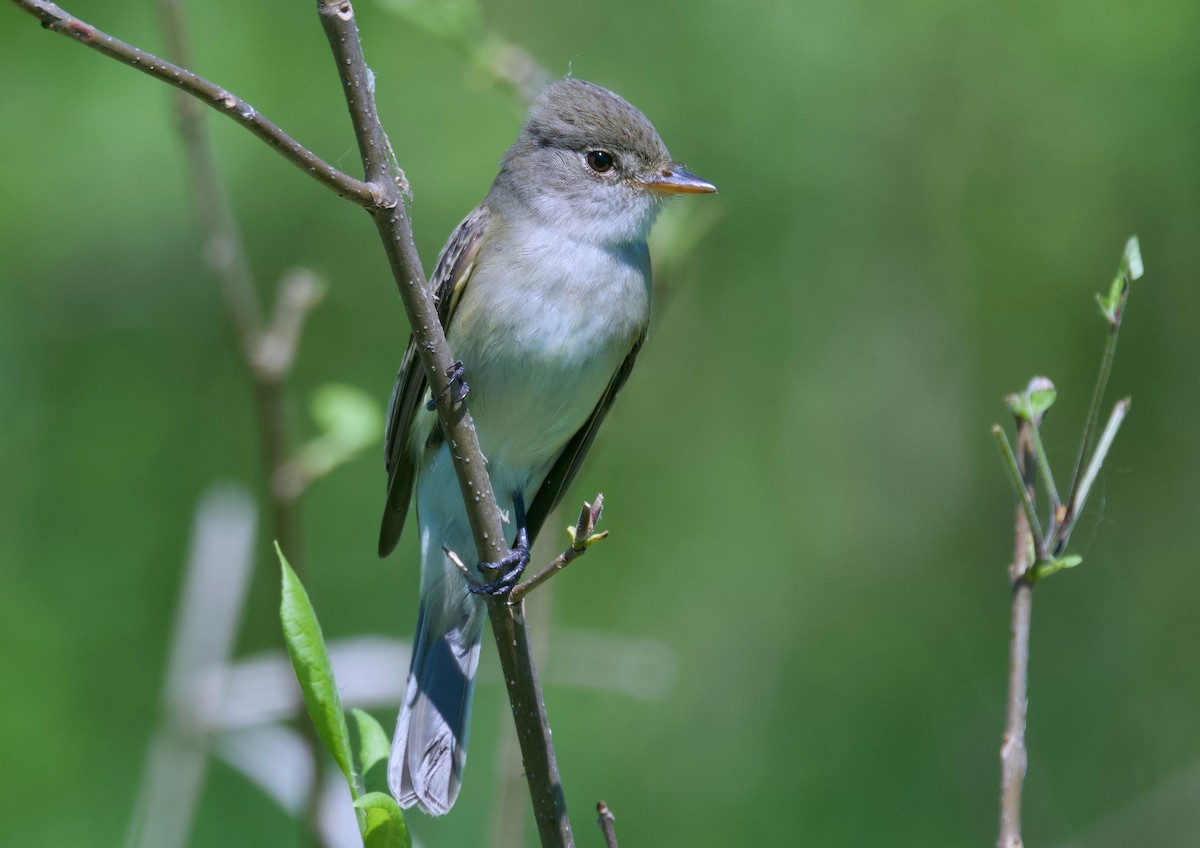 Willow Flycatcher - ML620327081