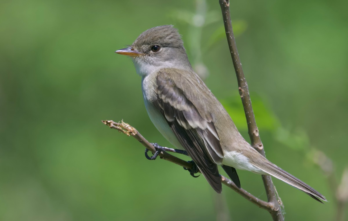 Willow Flycatcher - Ken Rosenberg