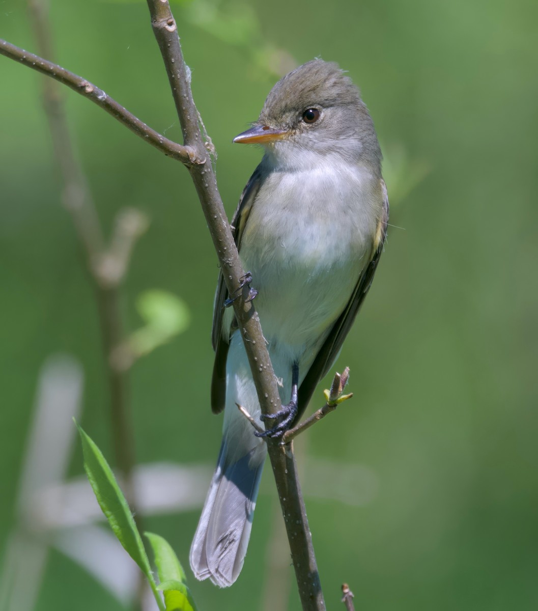 Willow Flycatcher - ML620327083