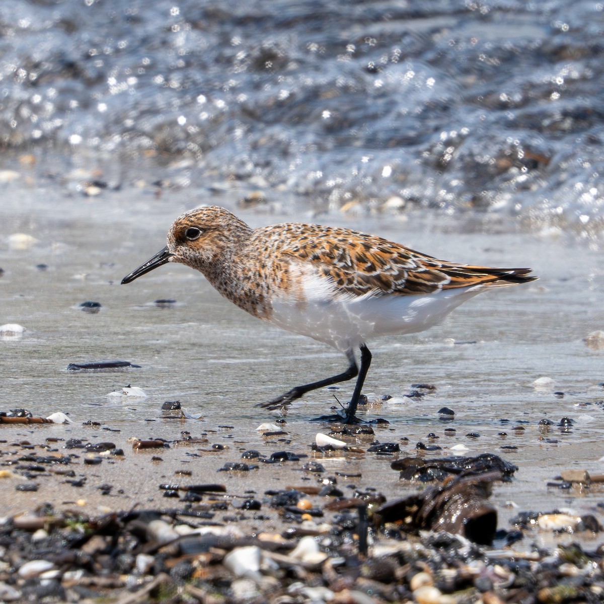 Bécasseau sanderling - ML620327084