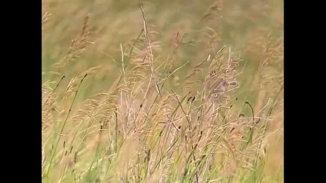 Grasshopper Sparrow - ML620327096