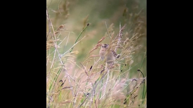 Grasshopper Sparrow - ML620327097