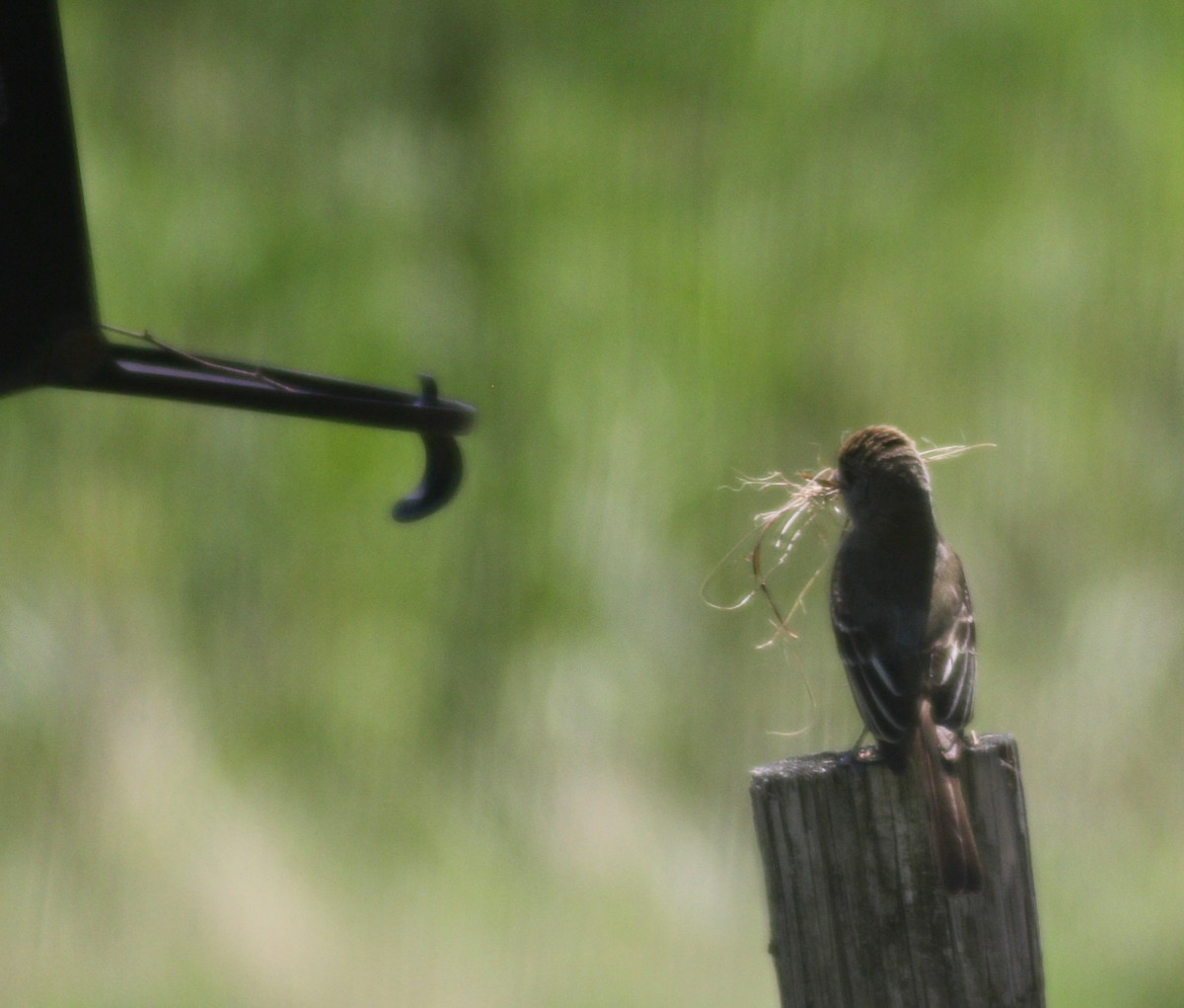 Great Crested Flycatcher - ML620327103