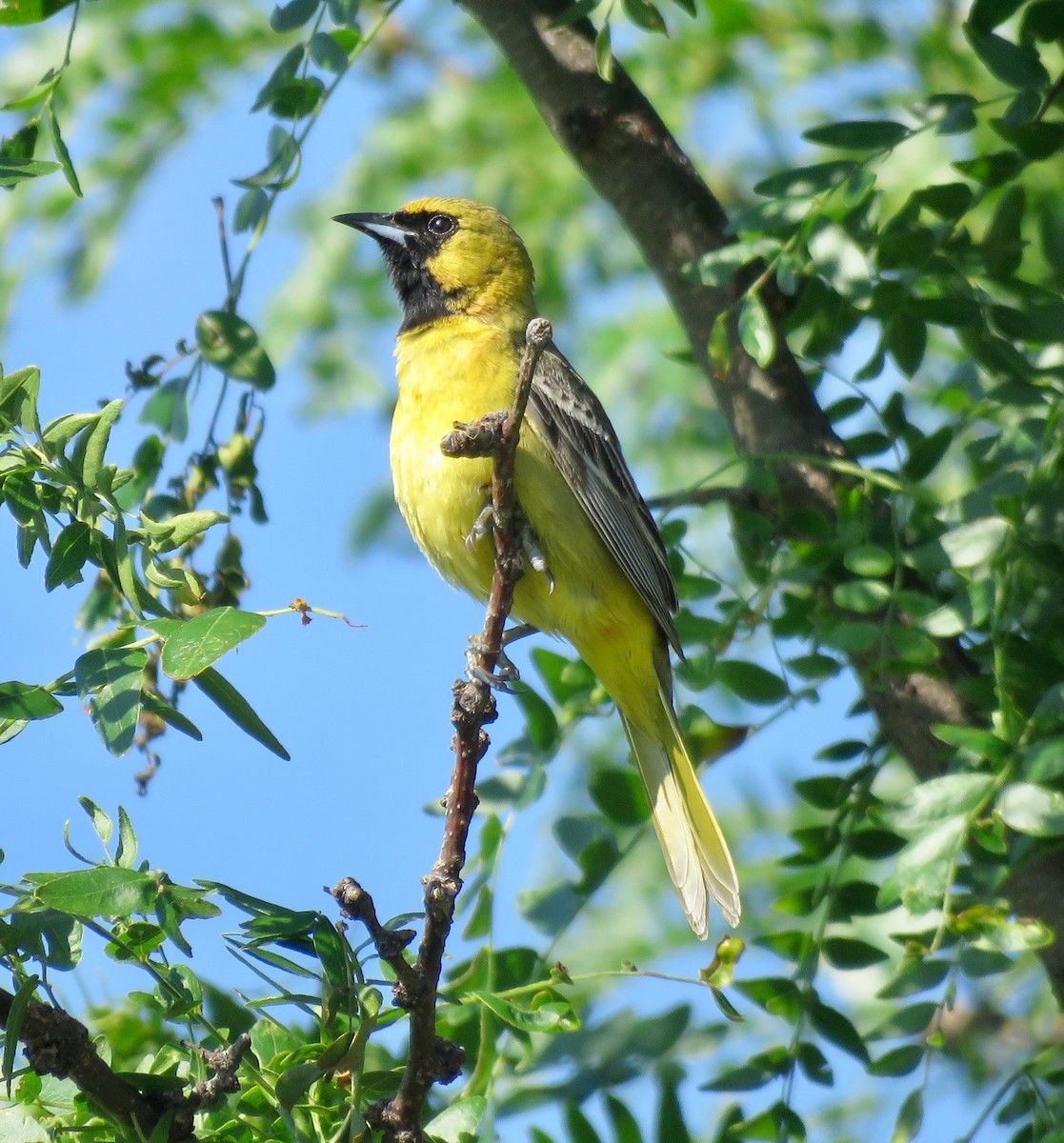 Orchard Oriole - ML620327114