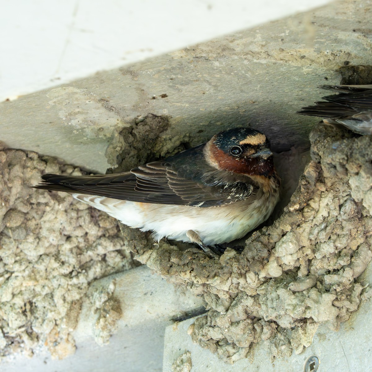 Cliff Swallow - ML620327122