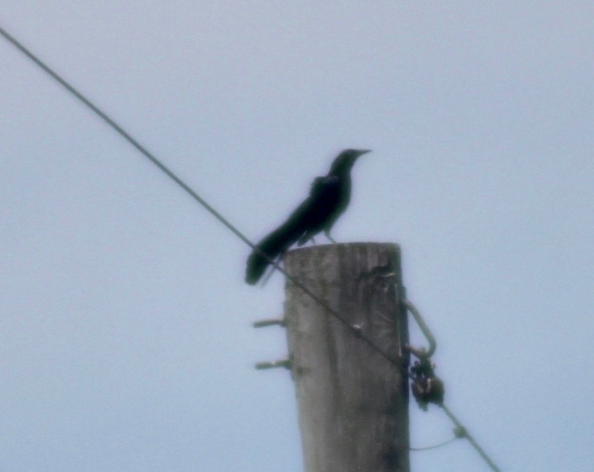 Great-tailed Grackle - ML620327131