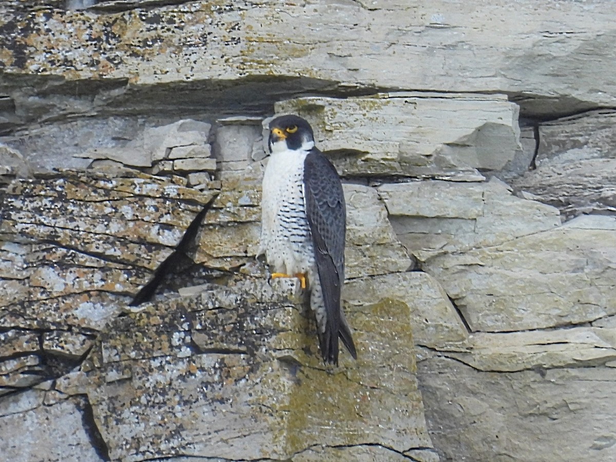 Peregrine Falcon - ML620327144