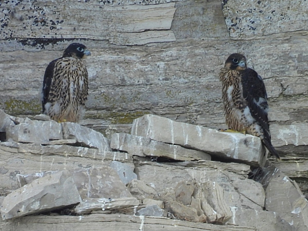 Peregrine Falcon - ML620327146