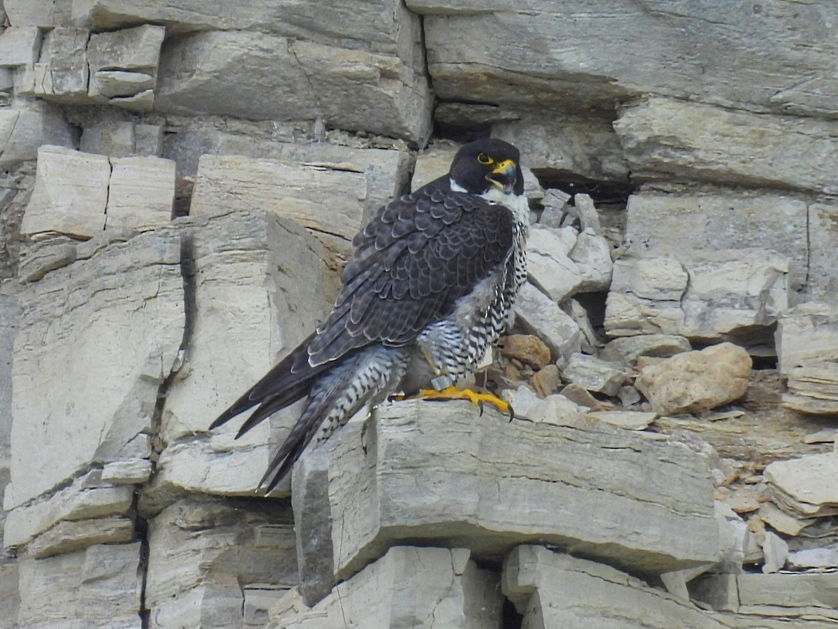 Peregrine Falcon - ML620327147