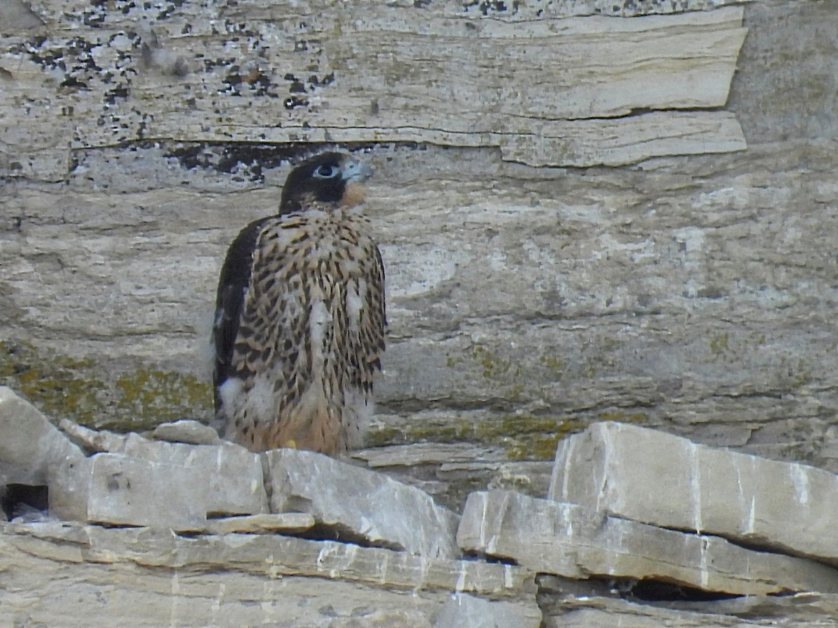 Peregrine Falcon - ML620327149