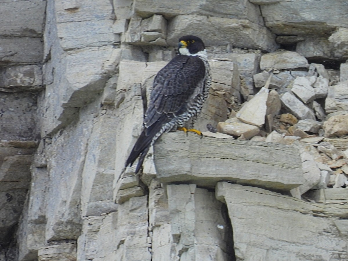 Peregrine Falcon - ML620327151