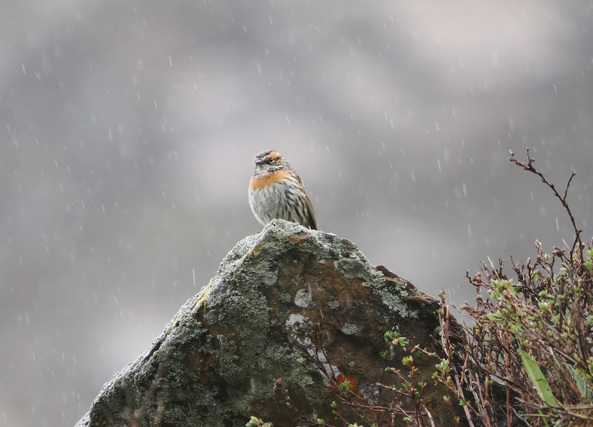 Rufous-breasted Accentor - ML620327155