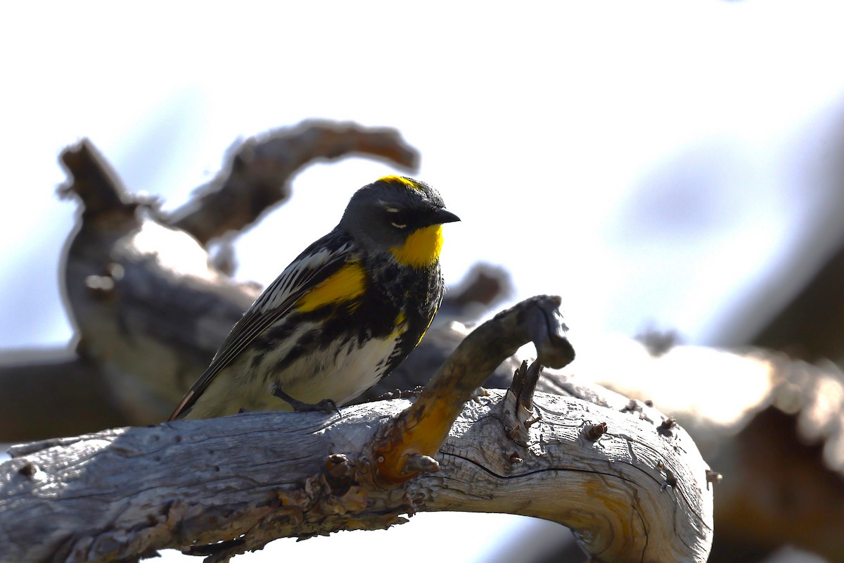 Yellow-rumped Warbler (Audubon's) - ML620327170