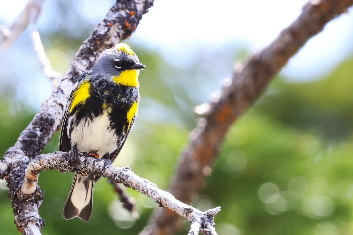 Yellow-rumped Warbler (Audubon's) - ML620327171