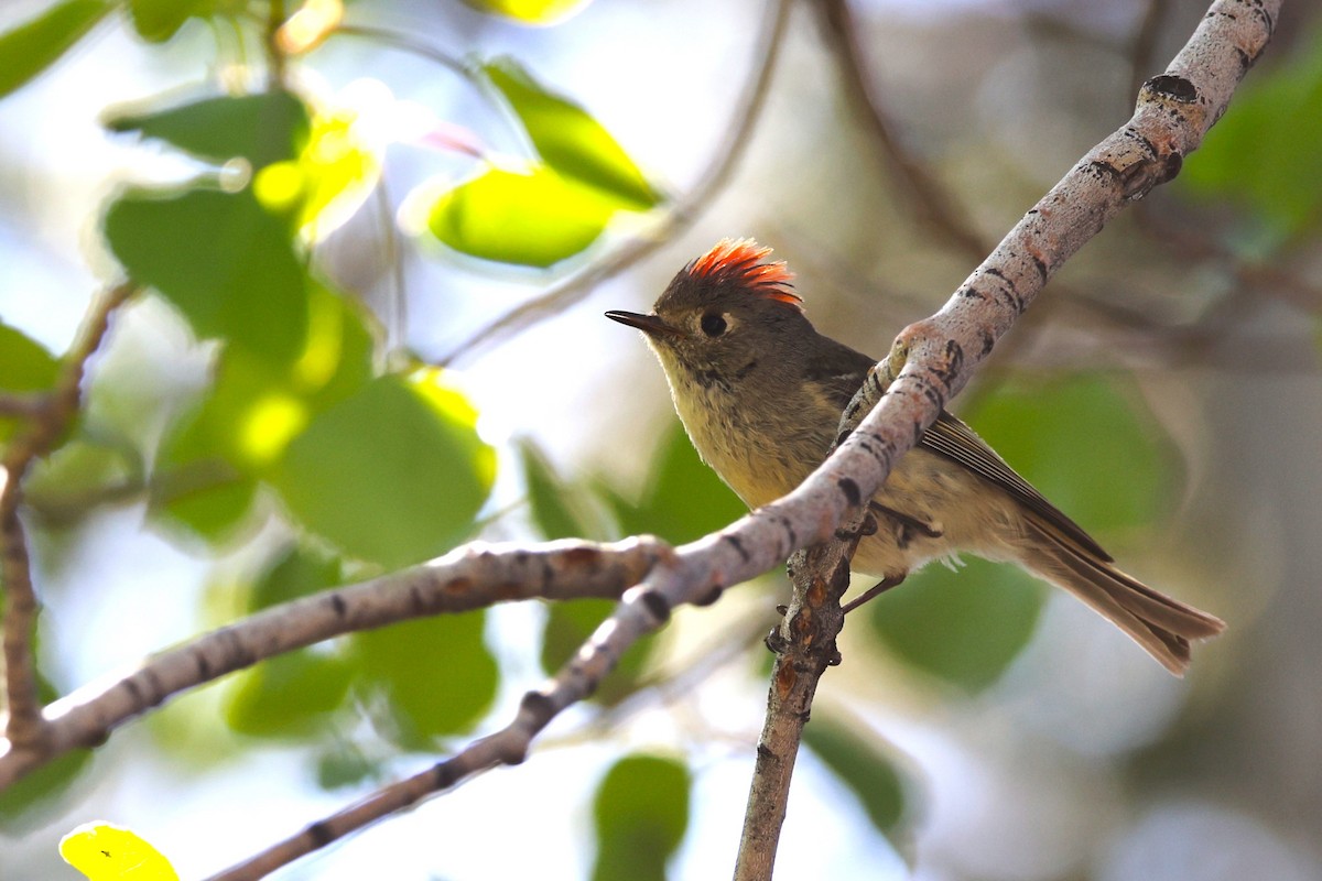 Ruby-crowned Kinglet - ML620327178