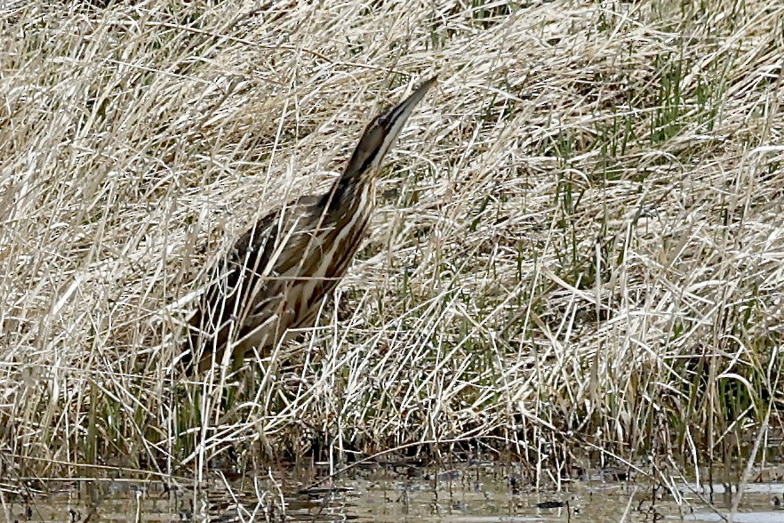 Schwarzbart-Rohrdommel - ML620327180