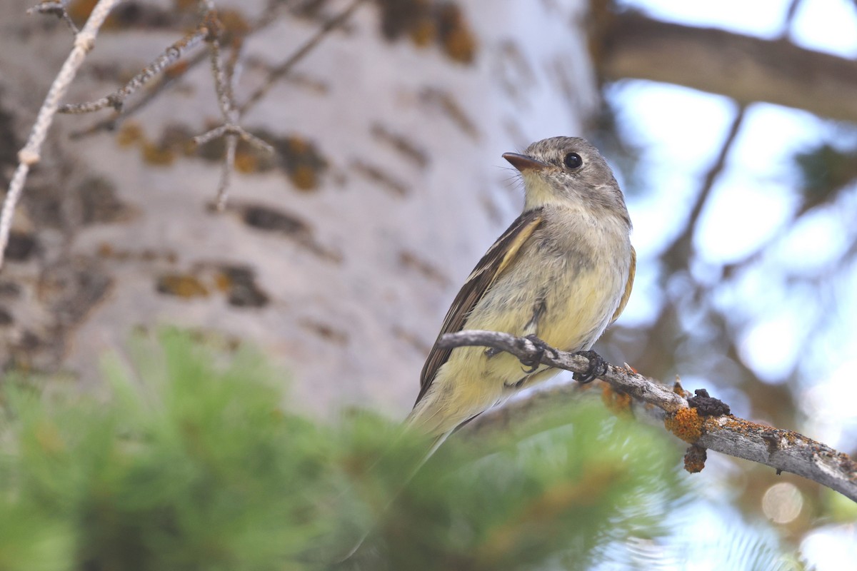 Dusky Flycatcher - ML620327181