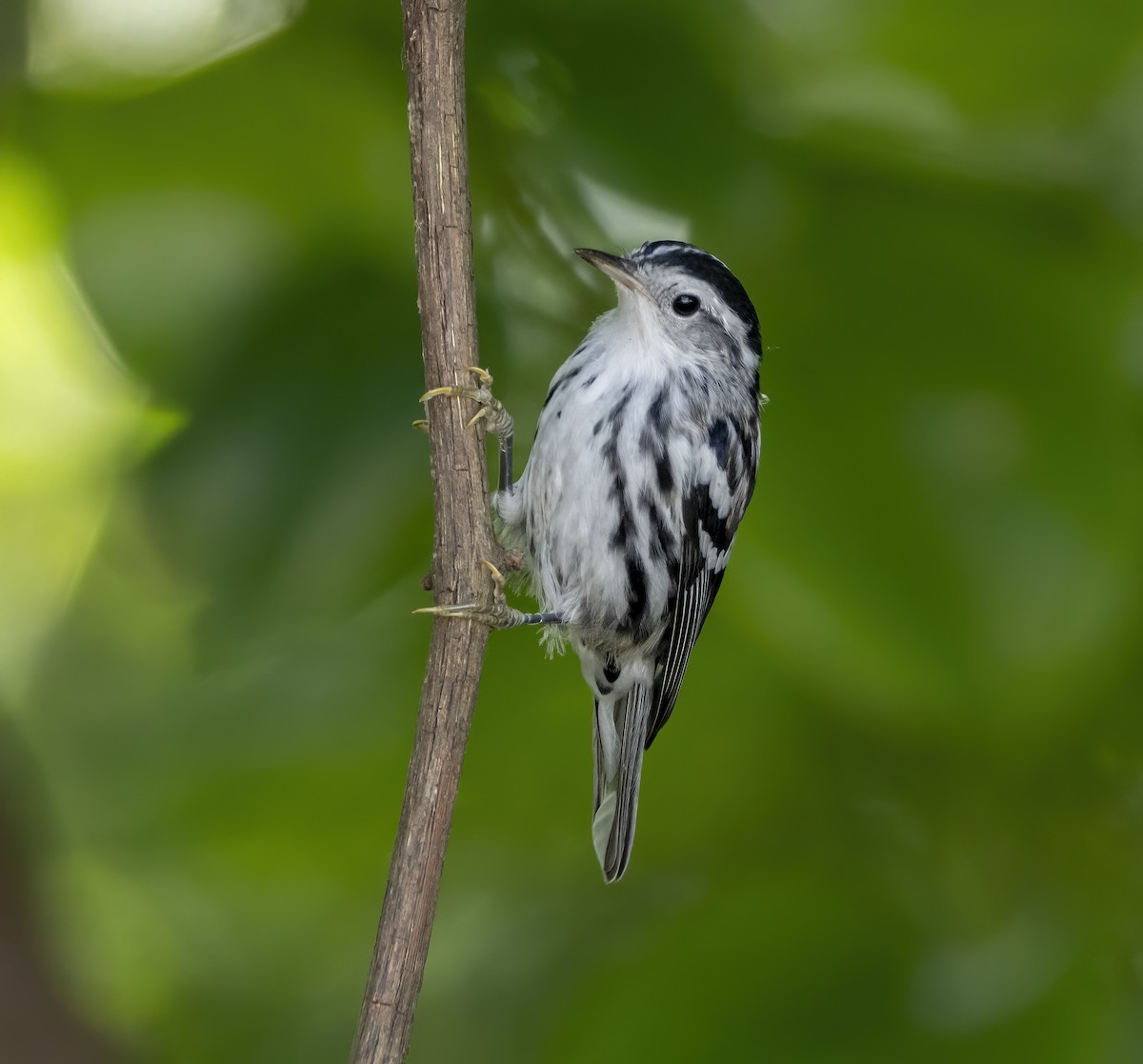 Black-and-white Warbler - ML620327184