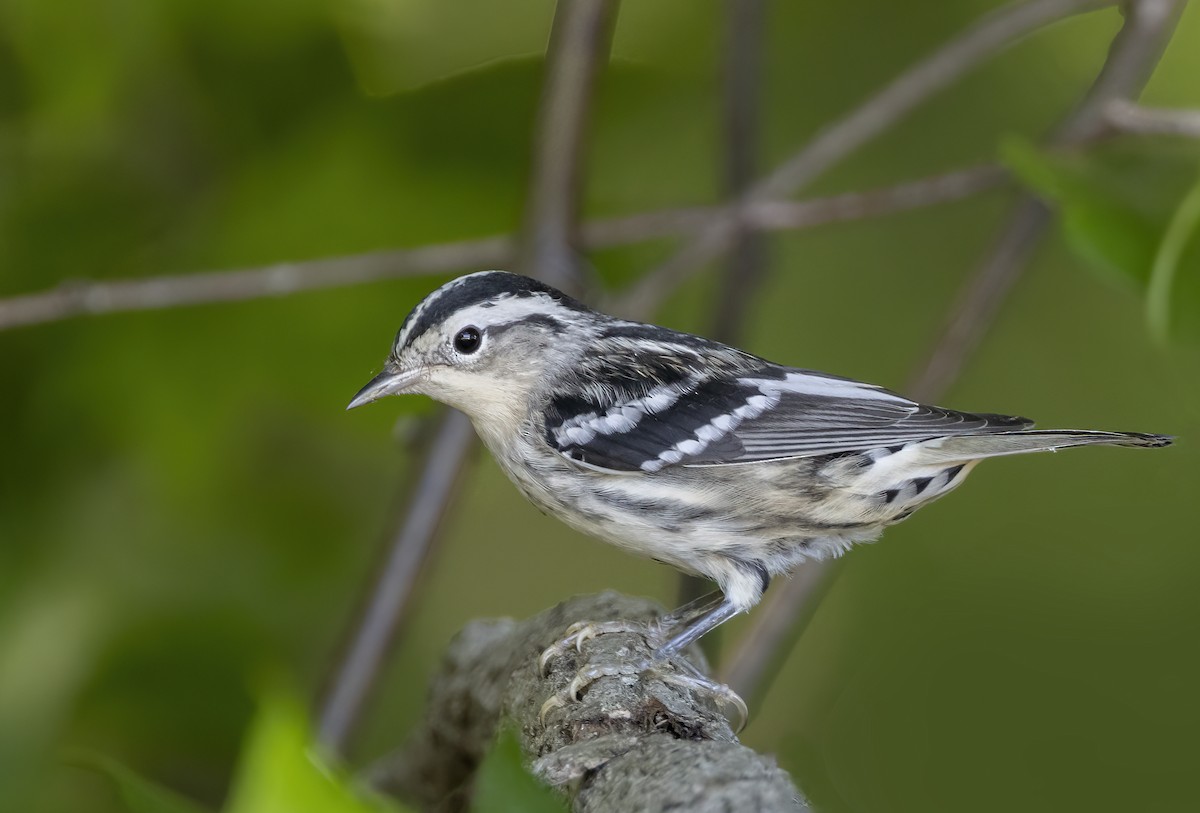 Black-and-white Warbler - ML620327186