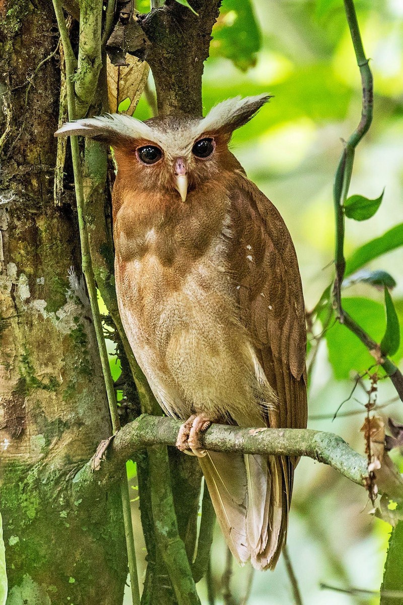 Crested Owl - ML620327189