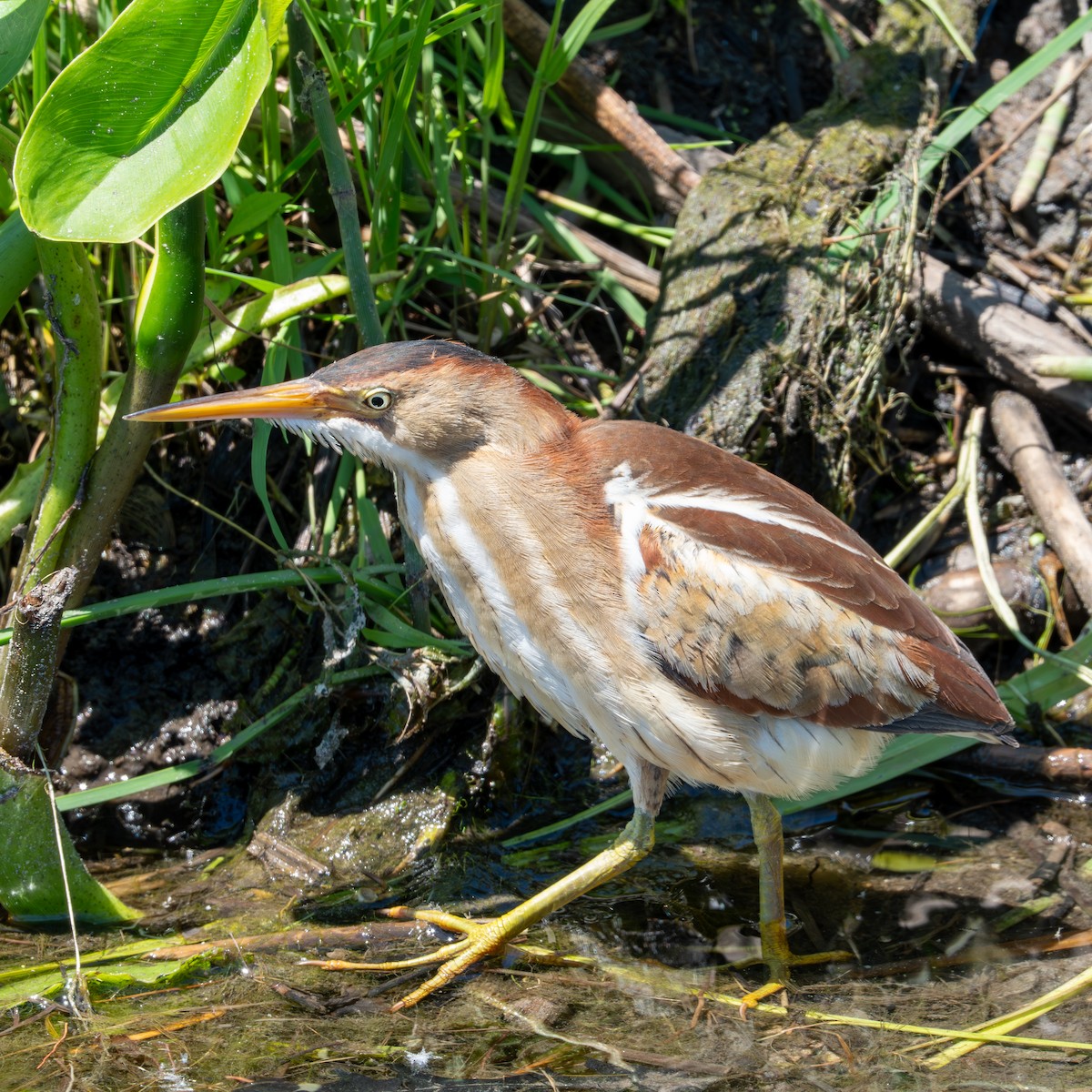 Least Bittern - ML620327196