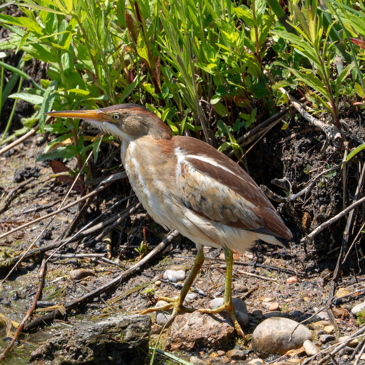 Least Bittern - ML620327199