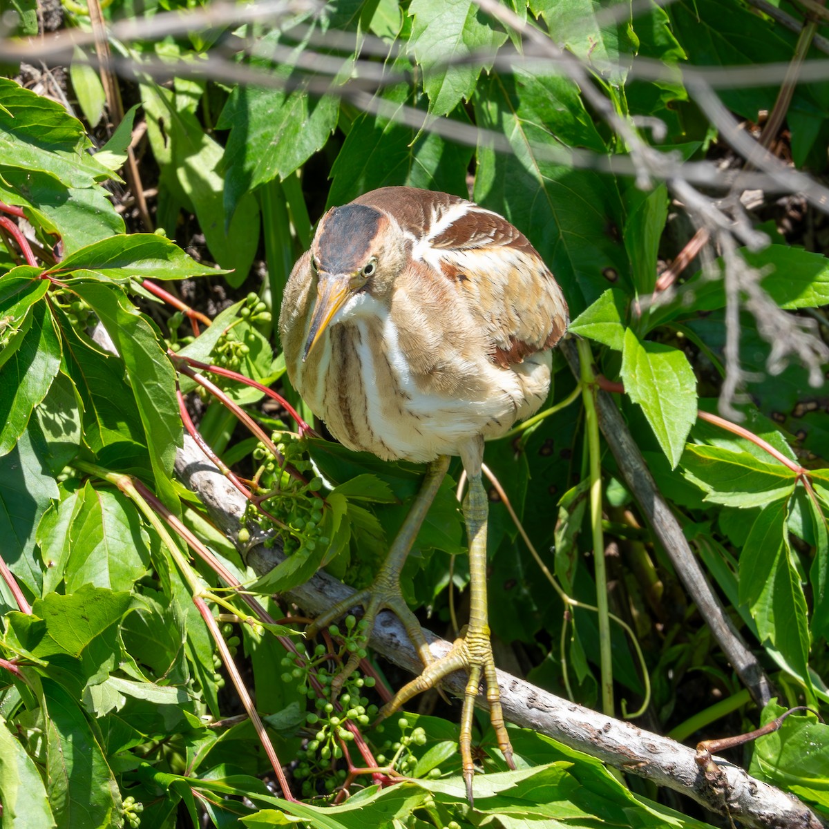 Least Bittern - ML620327210