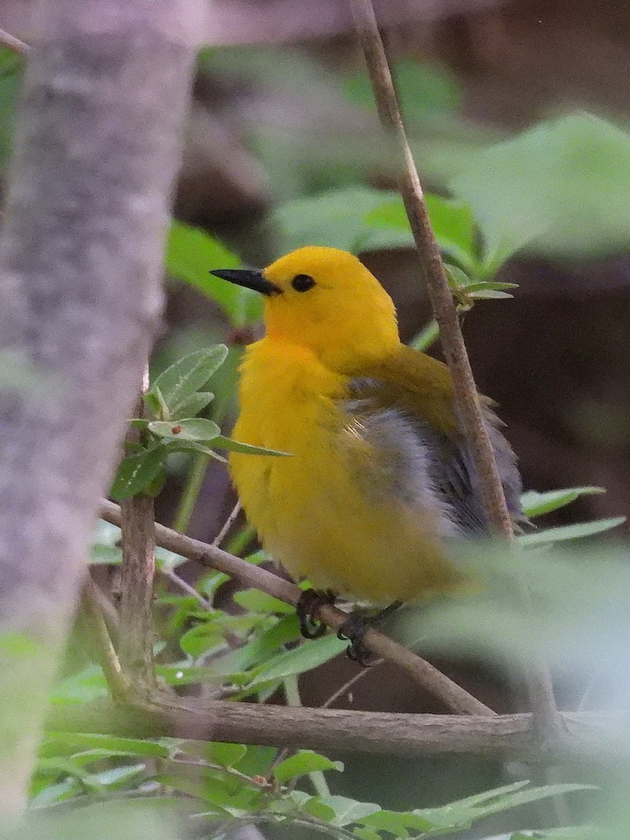 Prothonotary Warbler - ML620327213