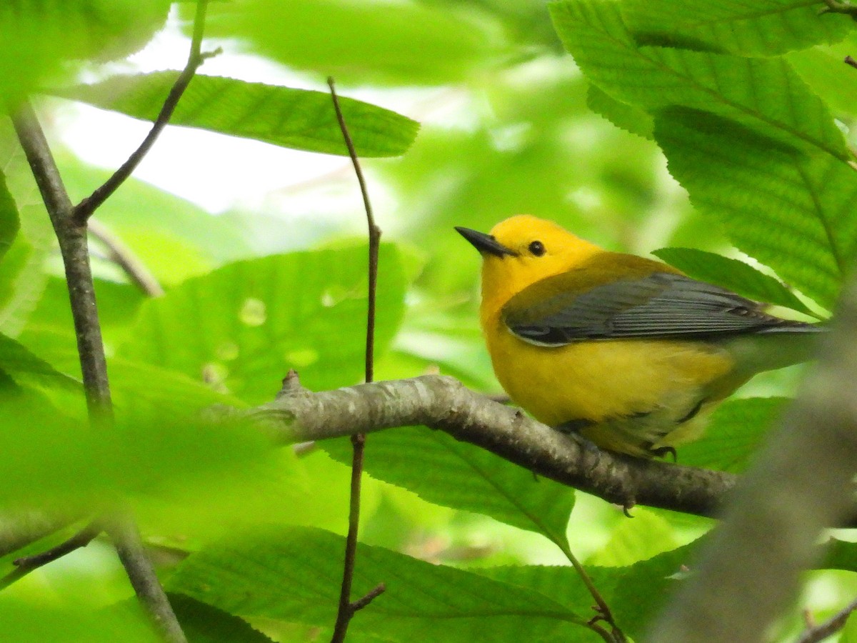 Prothonotary Warbler - ML620327214