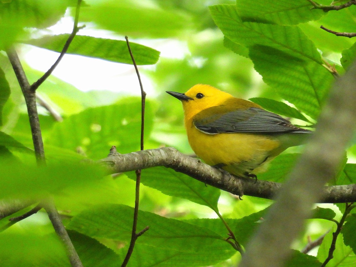 Prothonotary Warbler - ML620327215