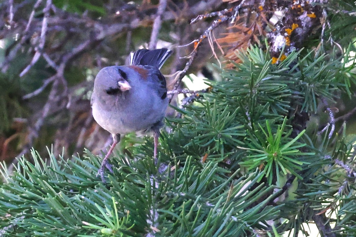 Dark-eyed Junco - ML620327218