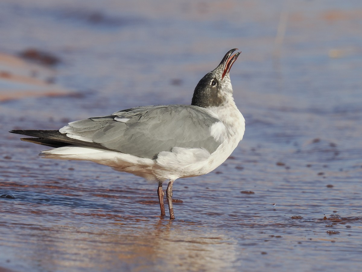 Laughing Gull - ML620327241