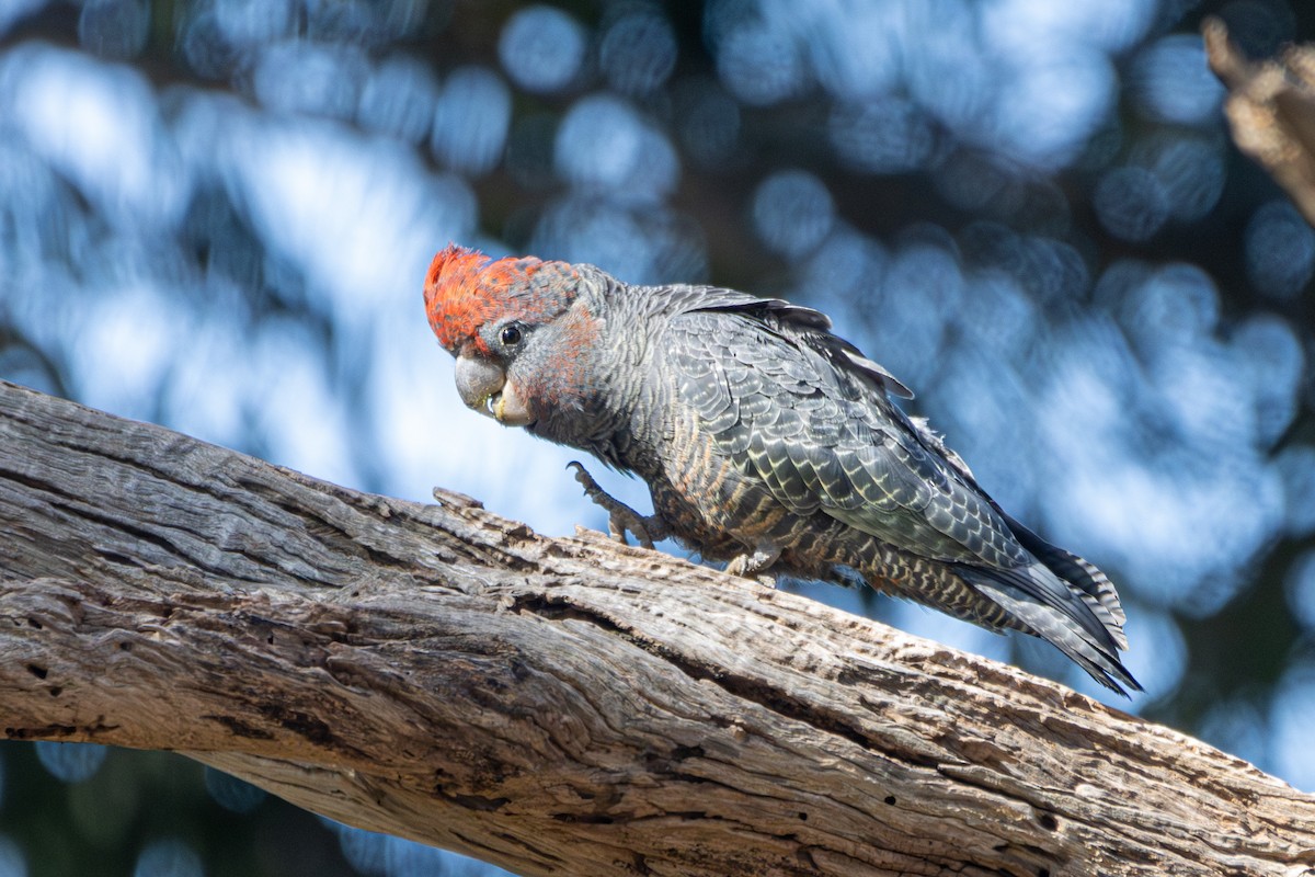 Gang-gang Cockatoo - ML620327257