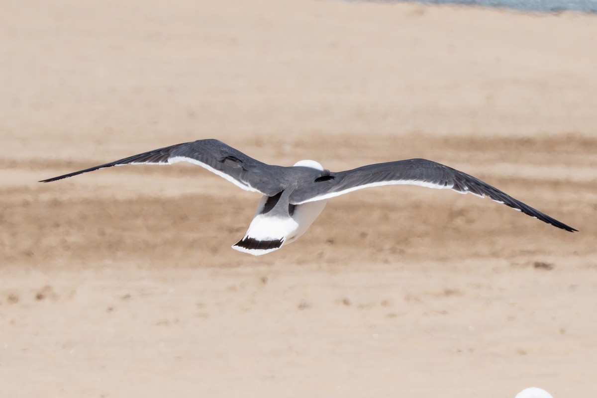 Black-tailed Gull - ML620327261