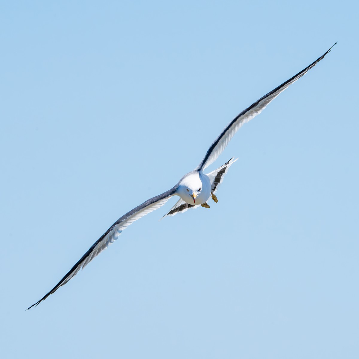 Black-tailed Gull - ML620327262