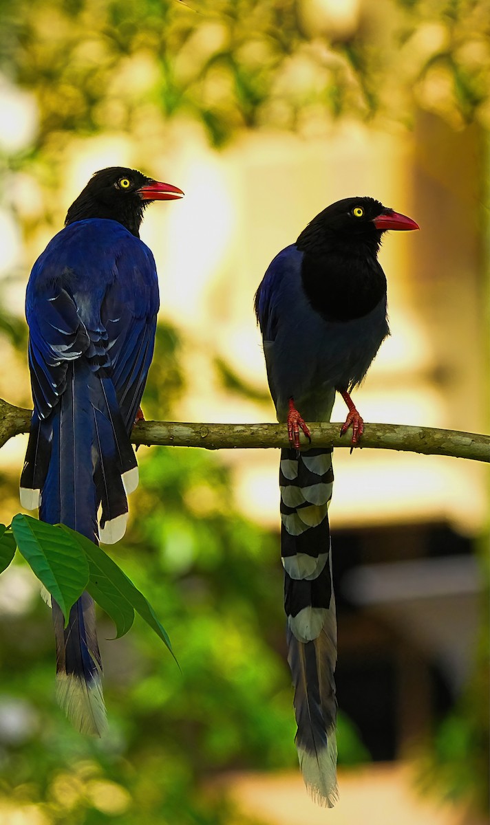 Taiwan Blue-Magpie - 致綱 崔