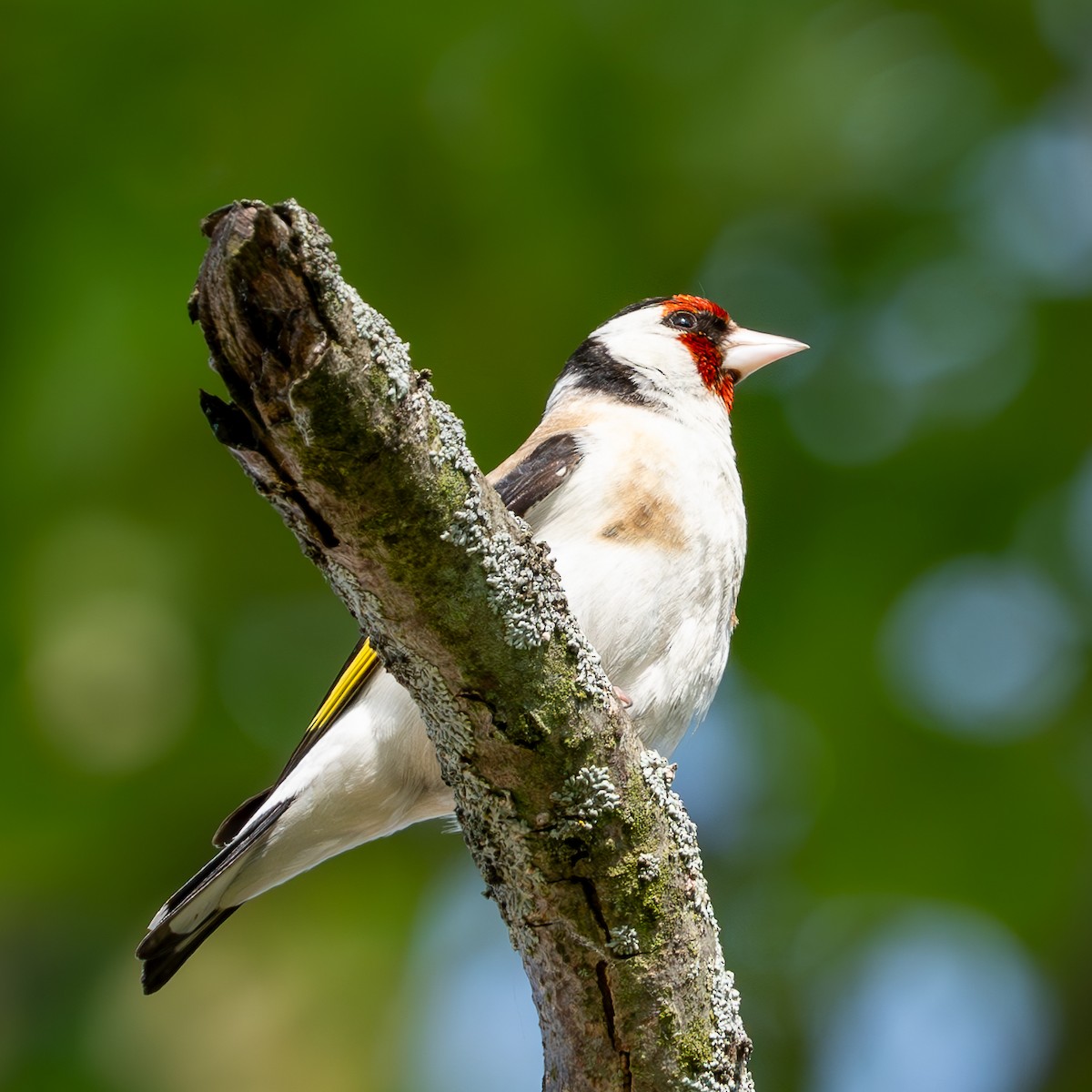 European Goldfinch - ML620327298