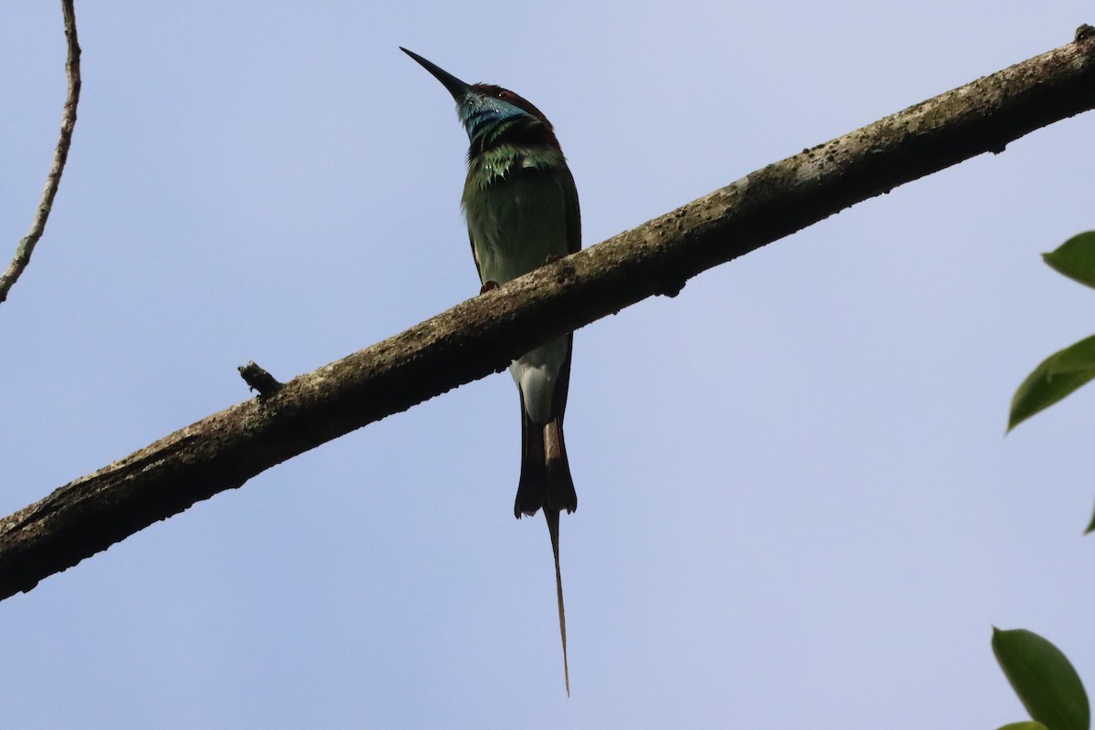 Blue-throated Bee-eater - ML620327312