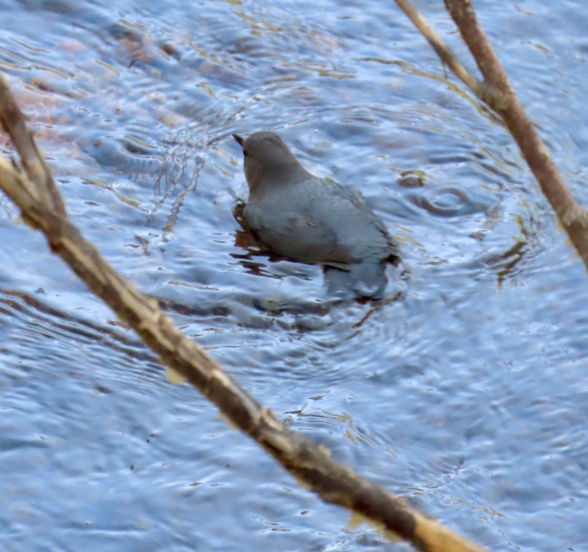 American Dipper - ML620327320