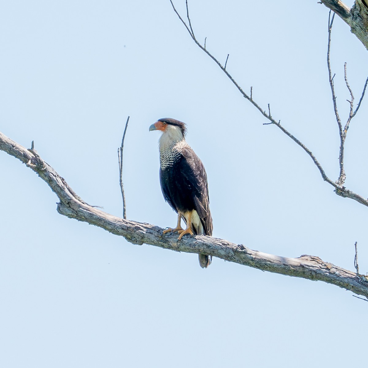 Crested Caracara - ML620327331