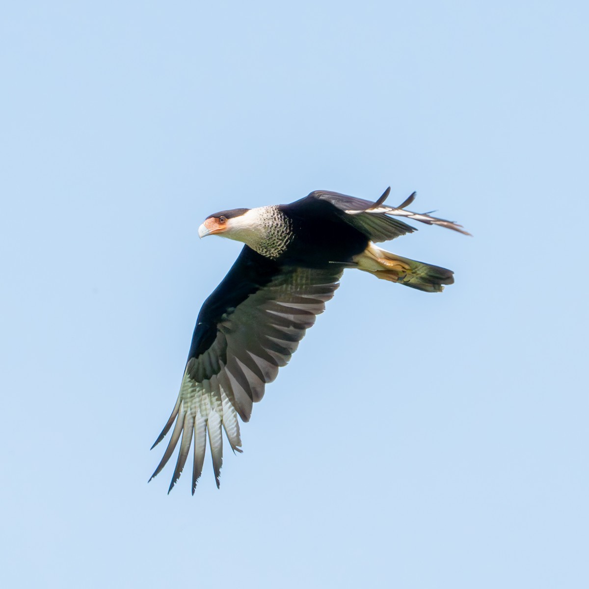 Crested Caracara - ML620327334