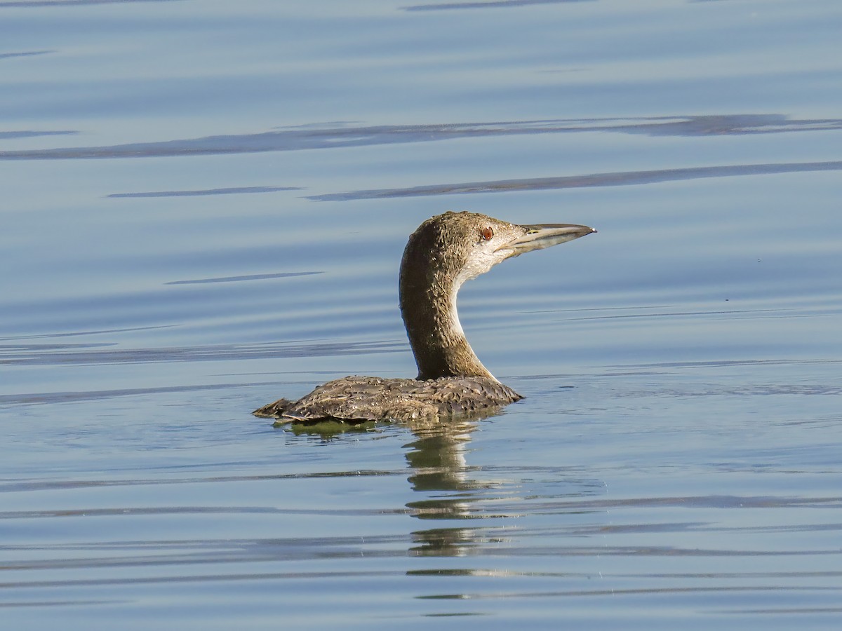 Plongeon huard - ML620327335