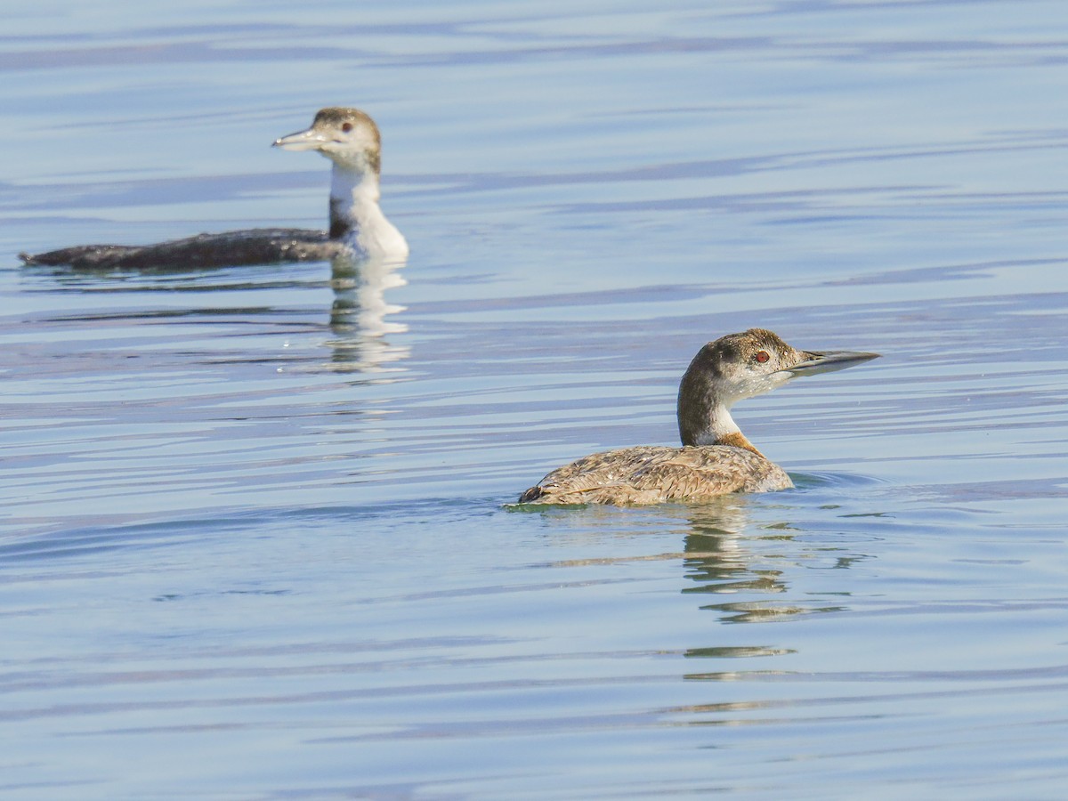 Plongeon huard - ML620327337