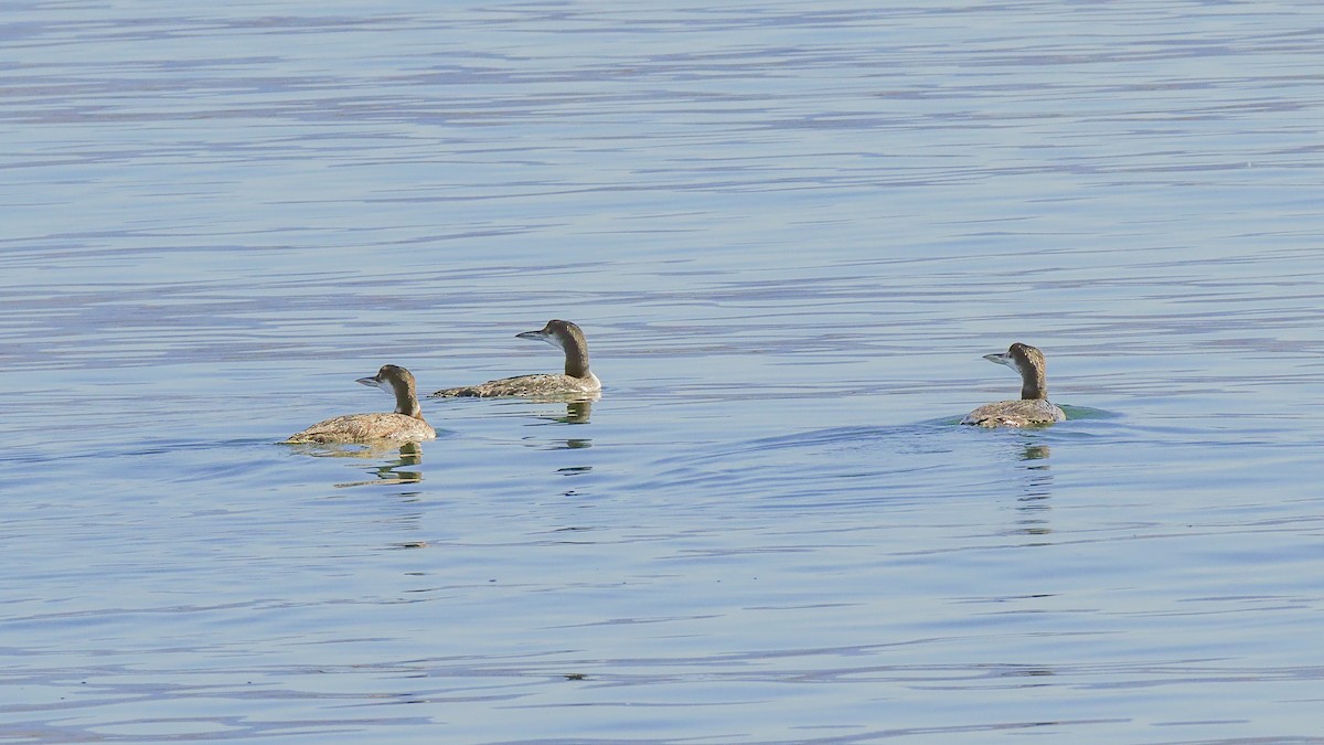 Plongeon huard - ML620327340