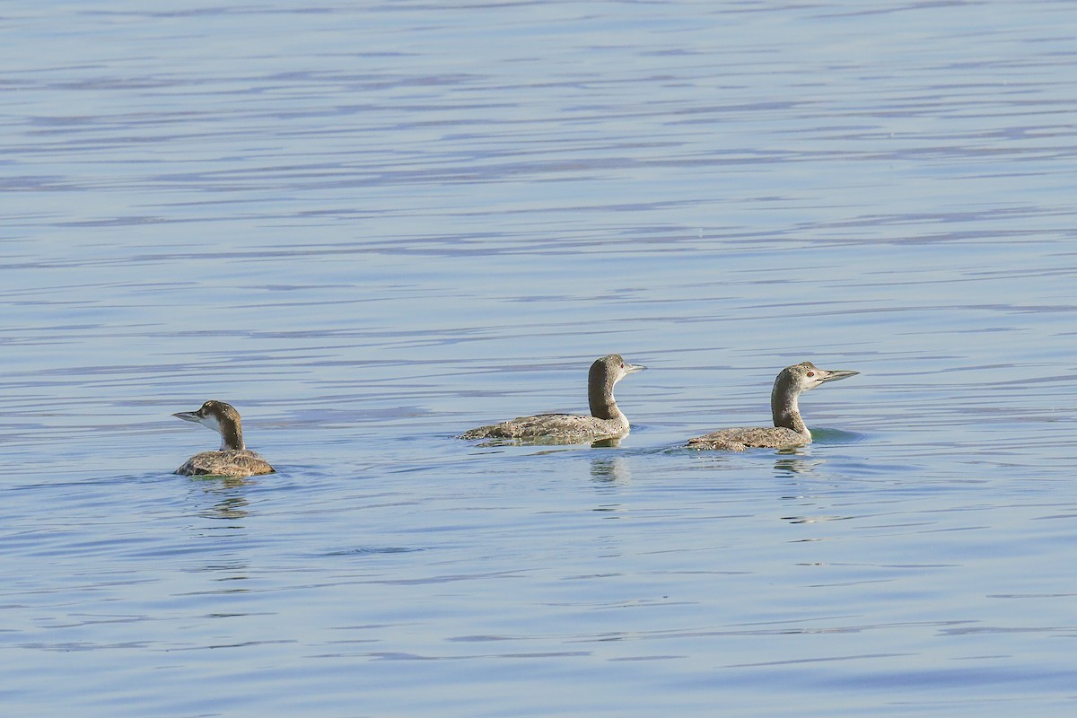 Plongeon huard - ML620327341