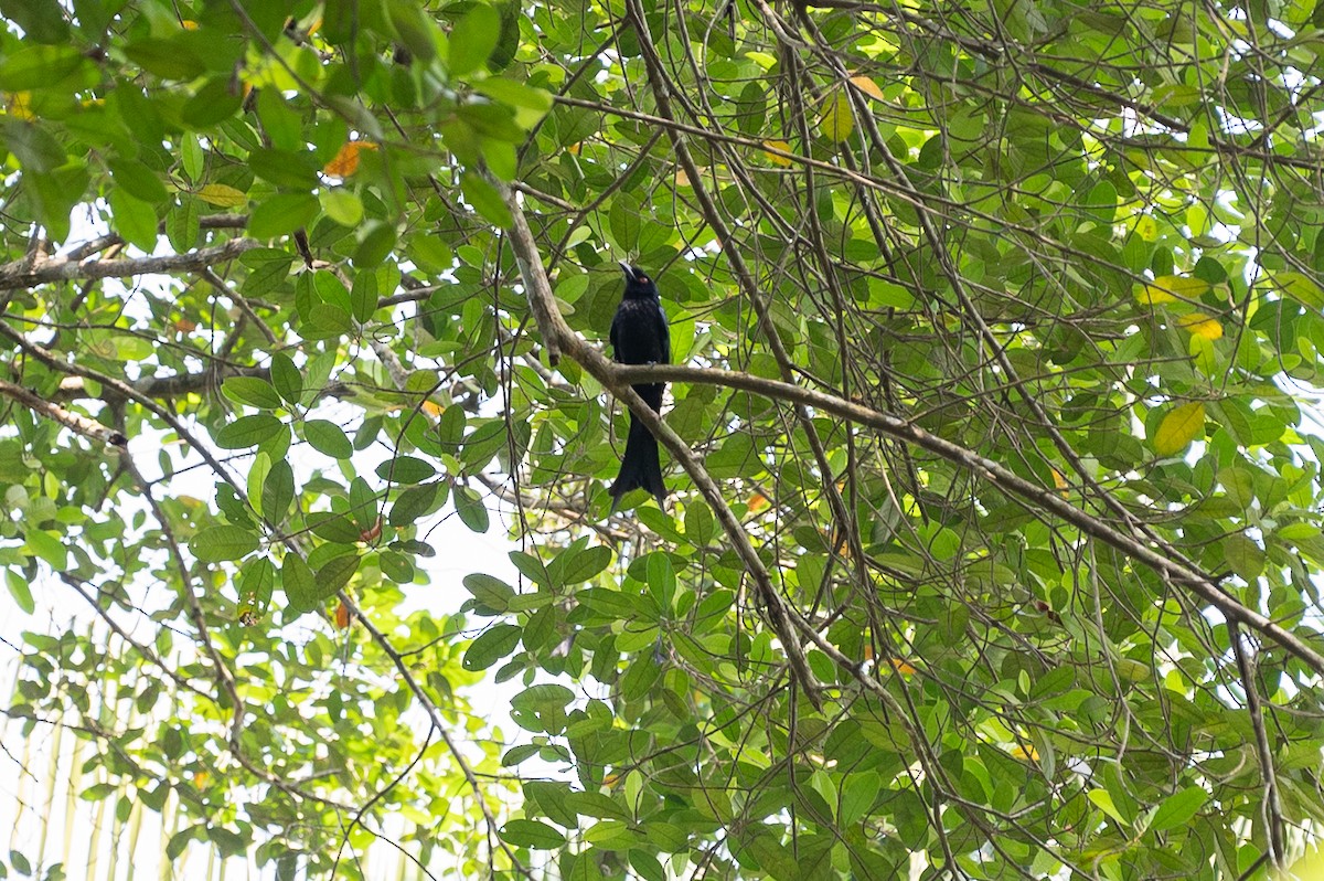 Greater Racket-tailed Drongo - ML620327344