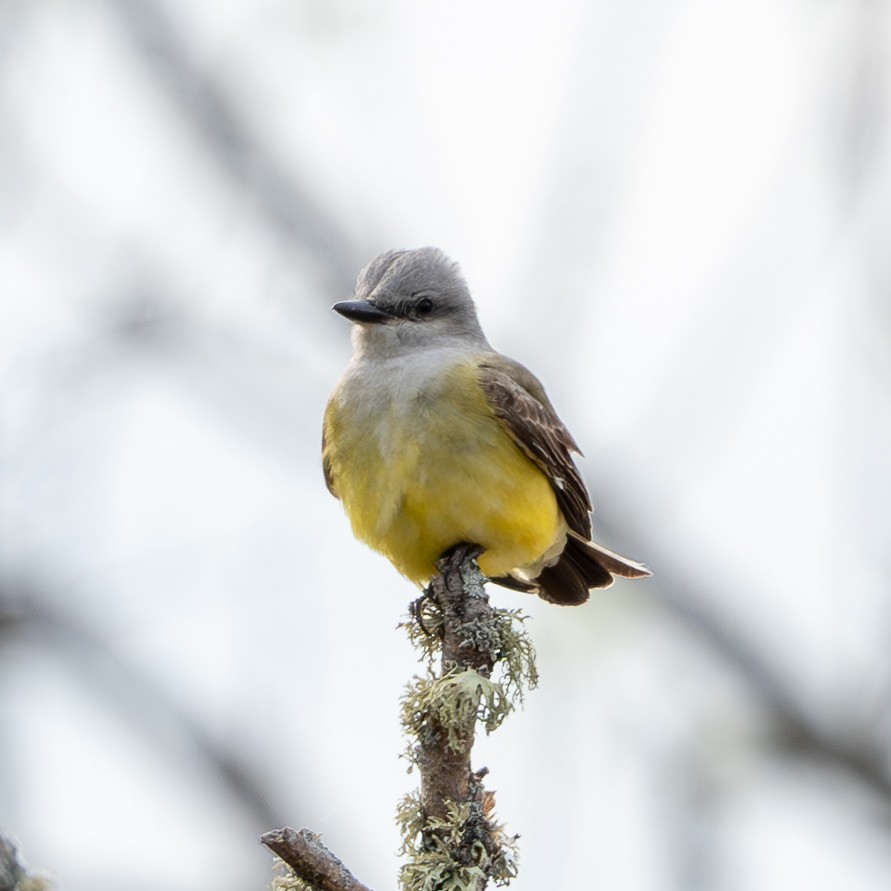 Western Kingbird - ML620327354