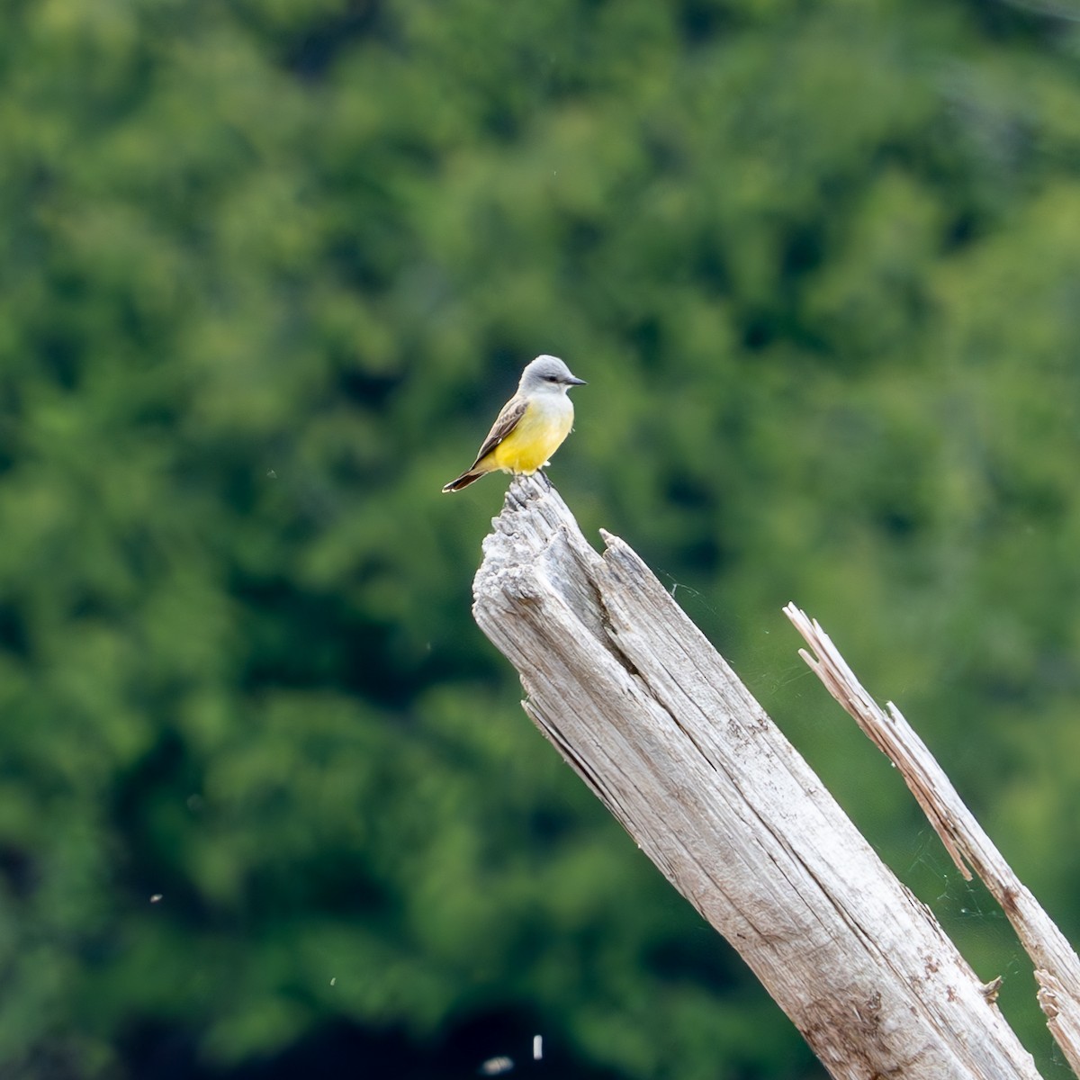 Western Kingbird - ML620327355